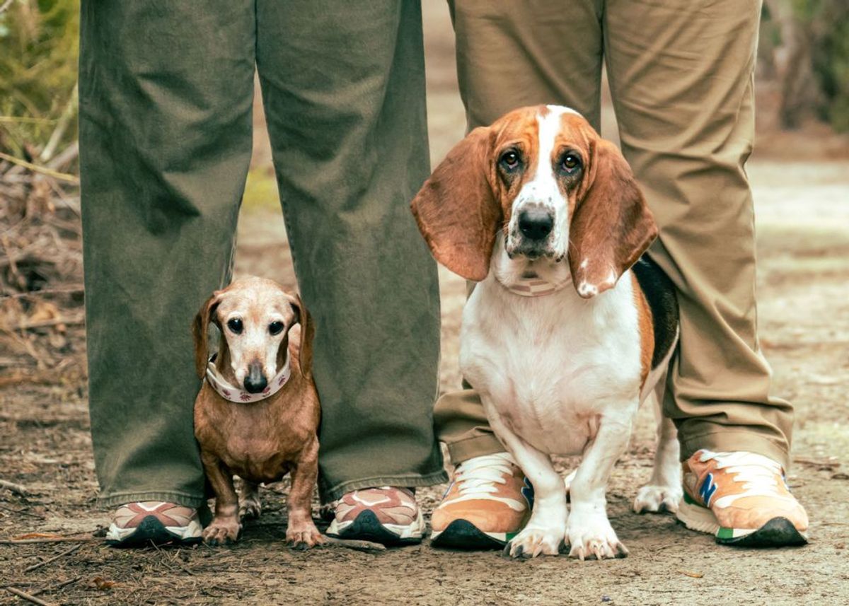 Survey Says: Where Do Your Pet Photos Live?