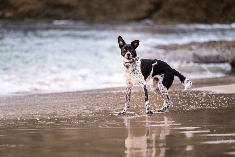 A black and white dog splashes and plays in shallow water.