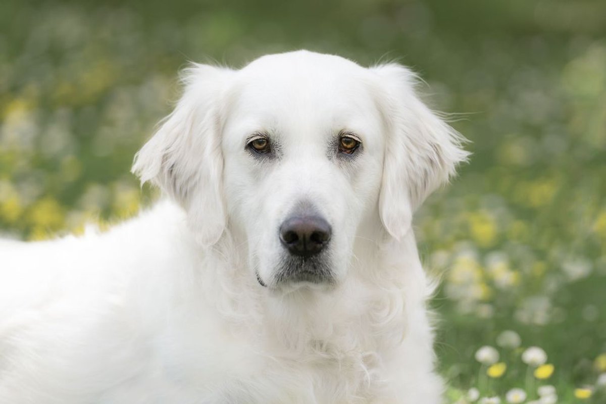 The Difference Between Ordinary and Magical: How I Transform Any Location into Pet Portrait Perfection