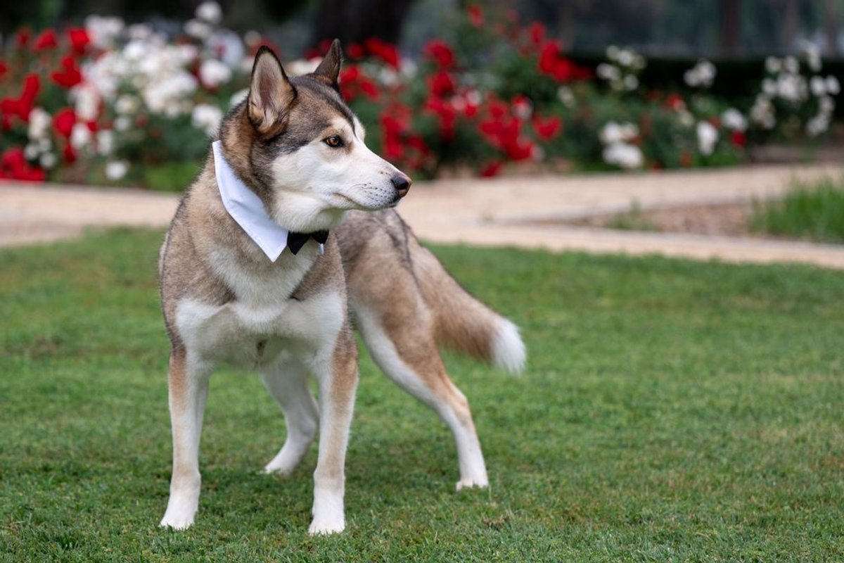 From Shelter Shadows to Studio Spotlight: Bruce’s Foster Tale