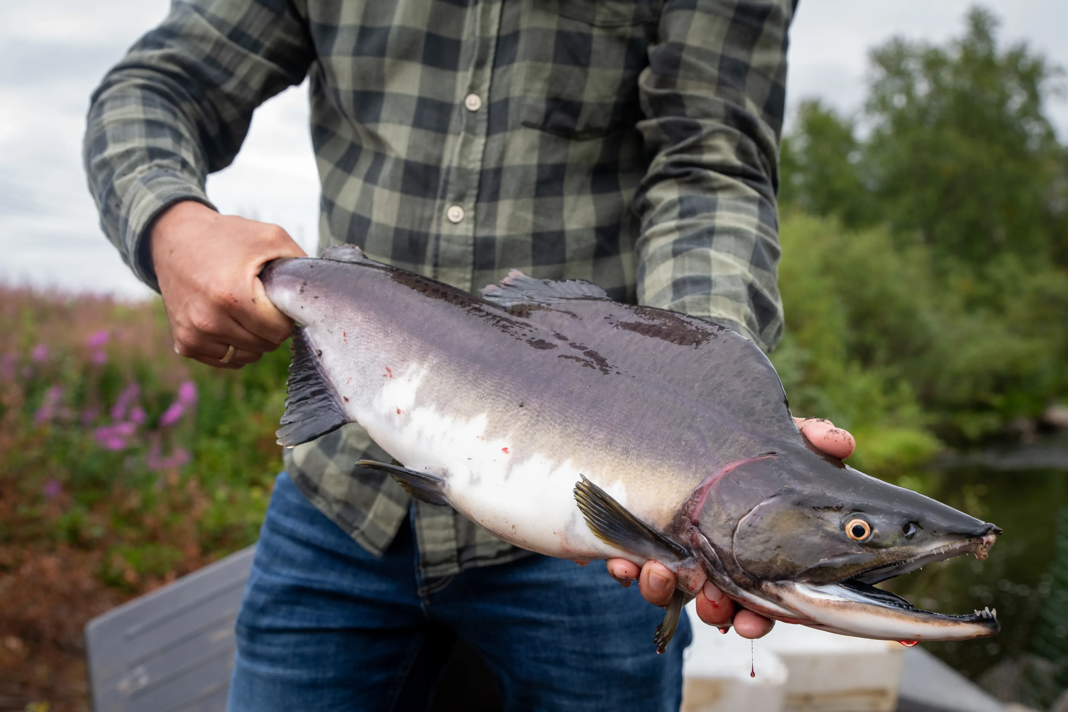 På kort tid fikk Miljødirektoratet over 43 000 unike visninger på hjemmesiden, og statistikken om pukkellaks la grunnlag for et ras av nyhetsoppslag – fra lokalaviser i Finnmark og riksdekkende medier til tyske fiskemagasiner. (Foto: Miljødirektoratet)