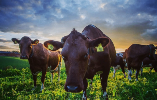 STYRER KYR: Marthe Bogstad får opp 8 analysetall på melken.
