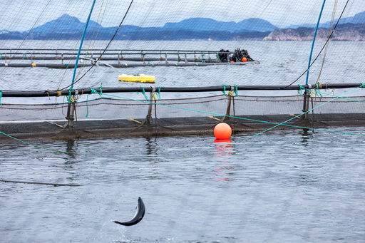 Lakselus forårsaker høyere dødelighet og er hovedårsaken til at regjeringen har begrenset veksten i lakseproduksjon i deler av landet. (Foto: Silje Katrin Robinson).