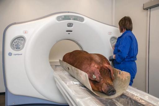 Grisete data. Forskerne hos Norsvin innhenter mye data om grisene som de ønsker å nyttigjøre seg ut mot kundene sine.