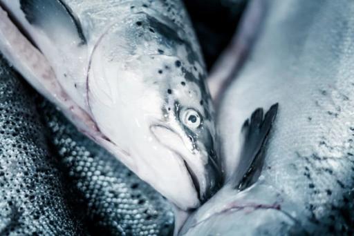 Hvis ikke faller alt i fisk. -Man må hele tiden jobbe med kundens behov og ikke falle for fristelsen til å gjøre de mest sexy tingene først, sier Oddvar Husby om arbeidet med å utvikle skytjenester for sjømatindustrien.