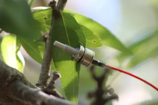 Hvert tre sitt behov. Yaras vannsensor er en magnet som settes på et blad på planten og måler «vanntrykket» i bladet mellom to sonder, og dermed avdekker om planten trenger mer eller mindre vann. Foto: Yara