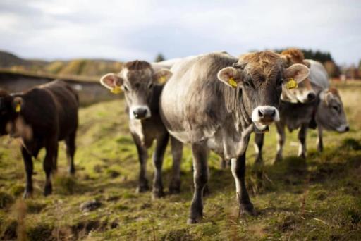 Hører og forstår. Forskere ved Landbruksuniversitetet på Ås sier dyrene raskt forstår det virtuelle gjerdet, og ikke engang krysser linjen når matmor kaller. De første storfeklavene kommer på markedet i 2020.