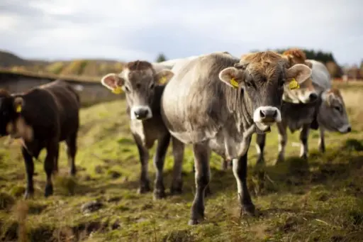 Hører og forstår. Forskere ved Landbruksuniversitetet på Ås sier dyrene raskt forstår det virtuelle gjerdet, og ikke engang krysser linjen når matmor kaller. De første storfeklavene kommer på markedet i 2020.