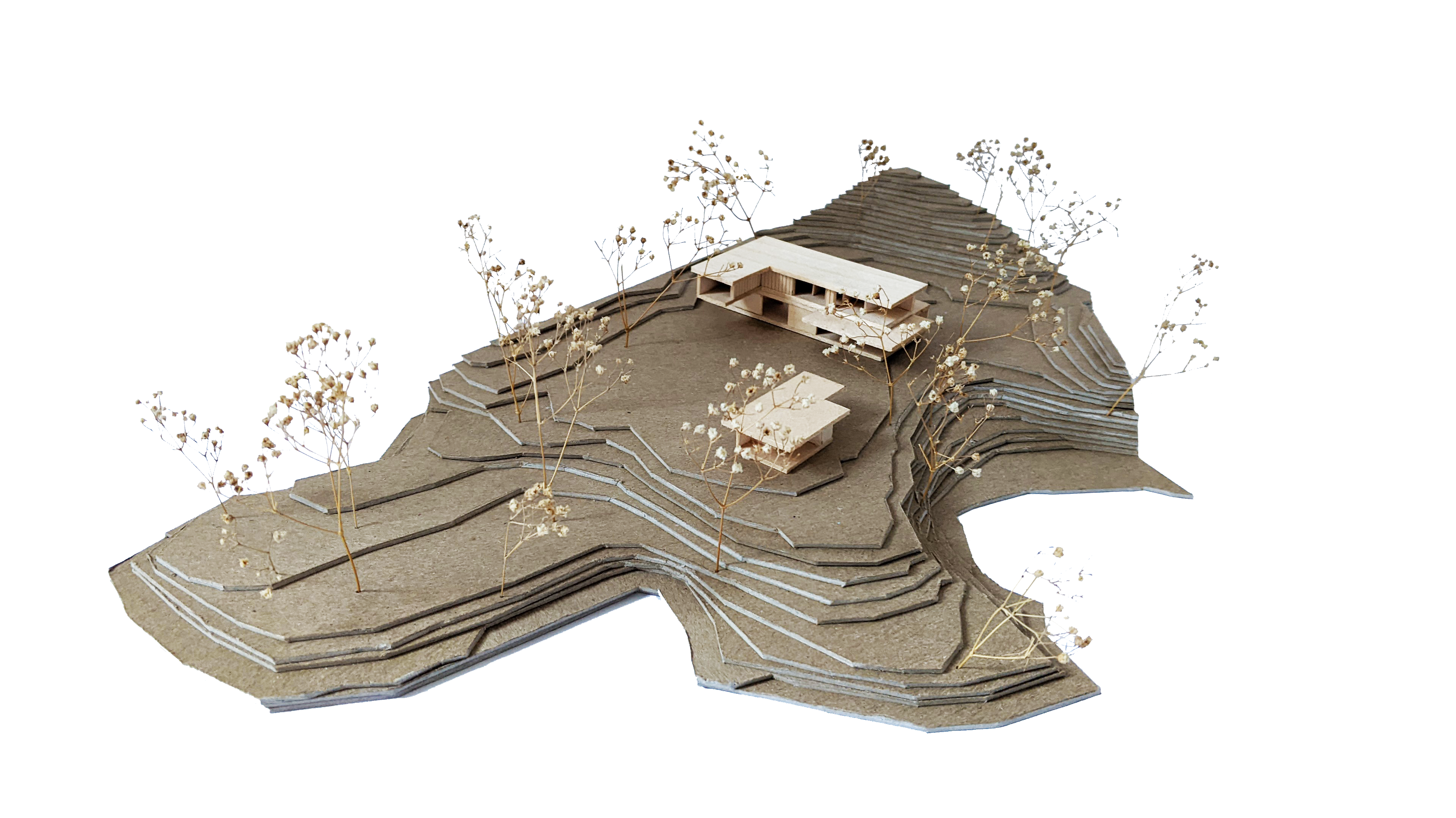 Canopy House — Feldman Architecture