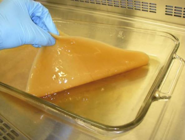 Bacterial cellulose provides sustainable option for high-performance energy storage, study finds