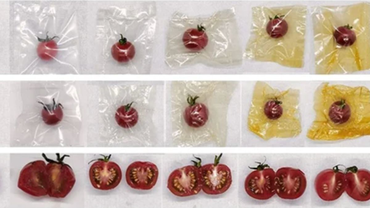 Pumpkin peel outperforms plastic packaging in lab tests