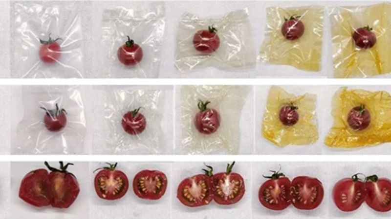 Pumpkin peel outperforms plastic packaging in lab tests