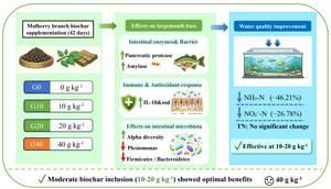Mulberry branch biochar boosts fish gut health and improves aquaculture water quality