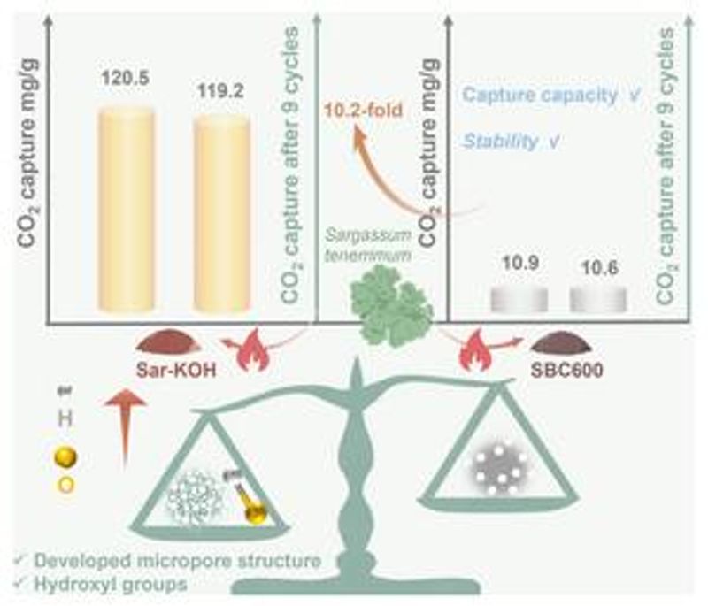 Turning sargassum waste into high-performance carbon capture material