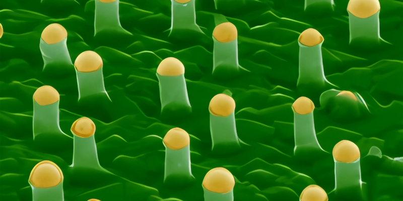 Carbon nanotori provide quantum computers a third control channel without crosstalk