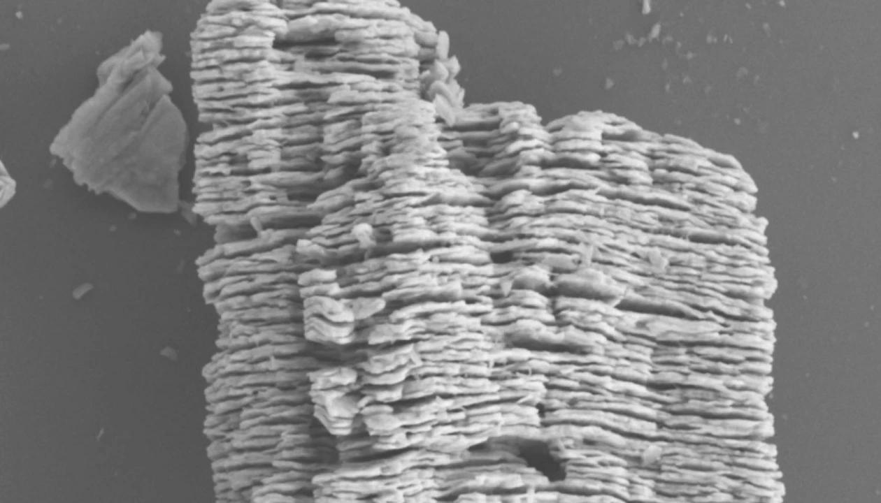 Introducing rare earth MXenes