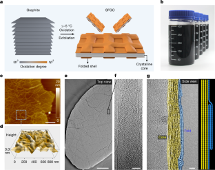 Clasping folds enhance elastic strength of graphene films