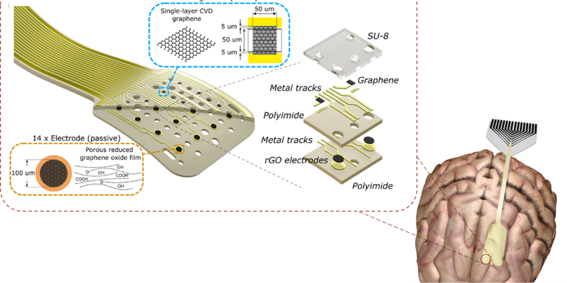 Graphene thin films for neural interfaces