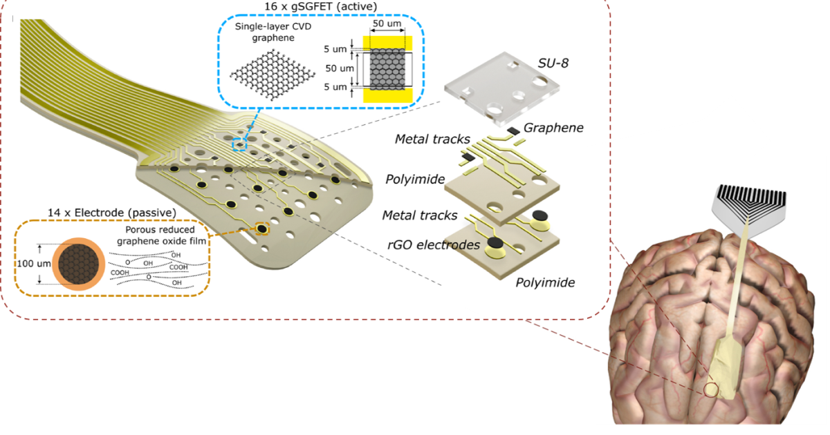 Graphene thin films for neural interfaces