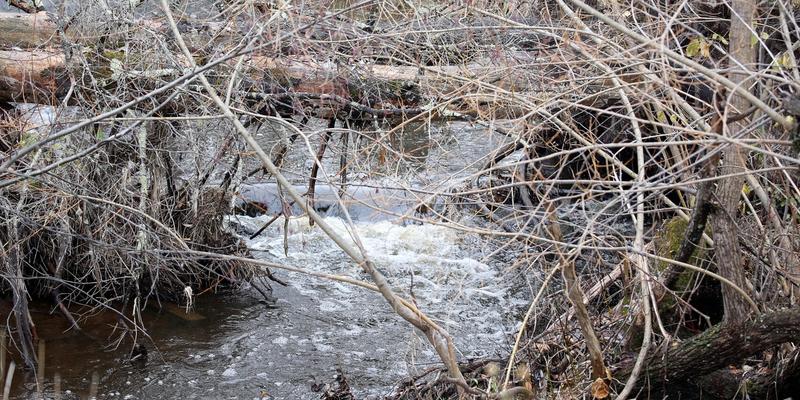 Clean-water project at Hartley Nature Center shows success