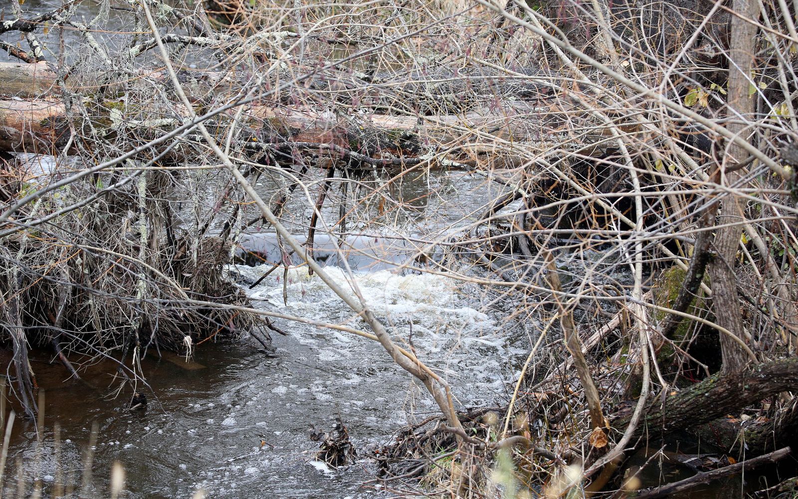 Clean-water project at Hartley Nature Center shows success