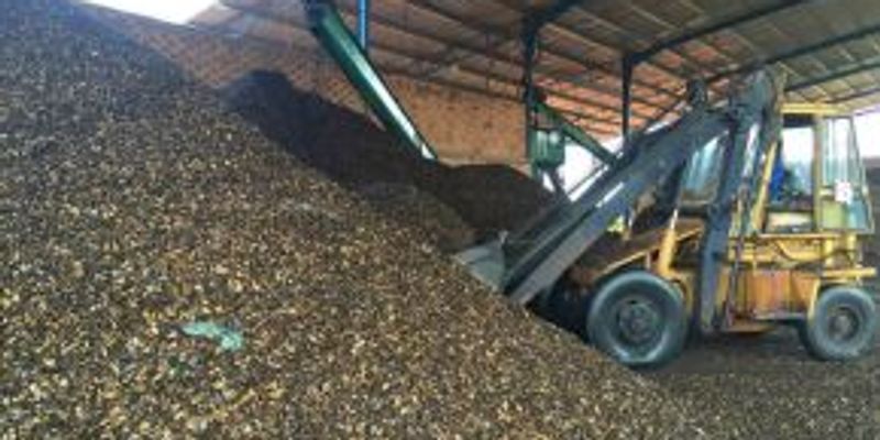 Beyond the kernel, cashew shells fuel new industries in Côte d'Ivoire
