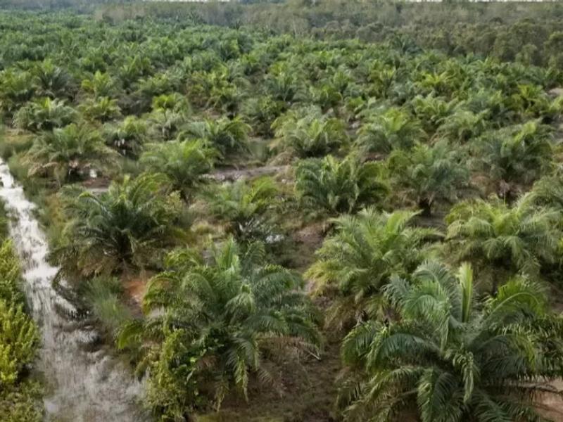 Indonesia considers converting palm oil mill effluent into biogas