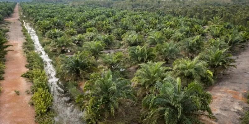 Indonesia considers converting palm oil mill effluent into biogas
