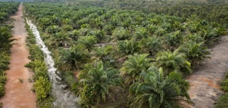 Indonesia considers converting palm oil mill effluent into biogas