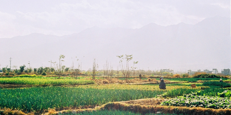 Rajasthan biochar plants show promise despite mercury and pathogen risks