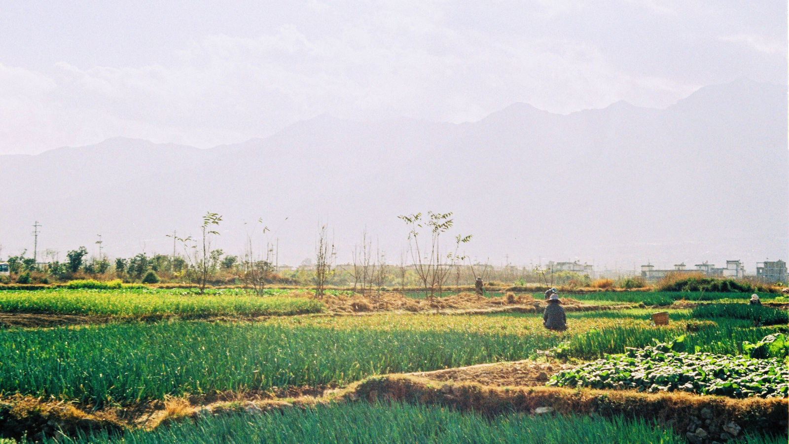 Rajasthan biochar plants show promise despite mercury and pathogen risks