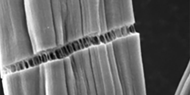 Clearing the way for renewable carbon fiber production