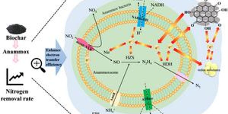 Biochar serves as electron bridge to enhance energy-saving wastewater treatment