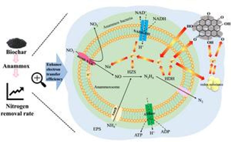 Biochar serves as electron bridge to enhance energy-saving wastewater treatment