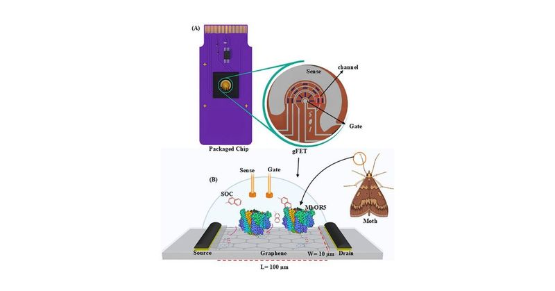 Insect-inspired electronic nose turns semiconductor chips into olfactory sensors