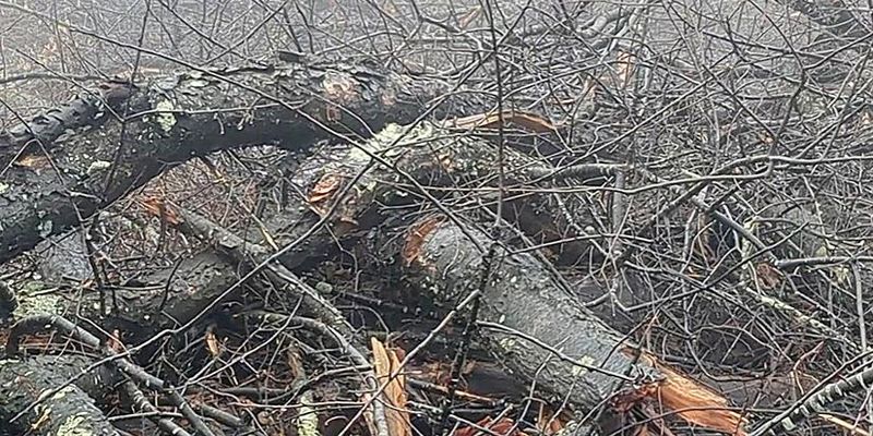 Penn State evaluates biomass-to-gasoline startup in Pennsylvania