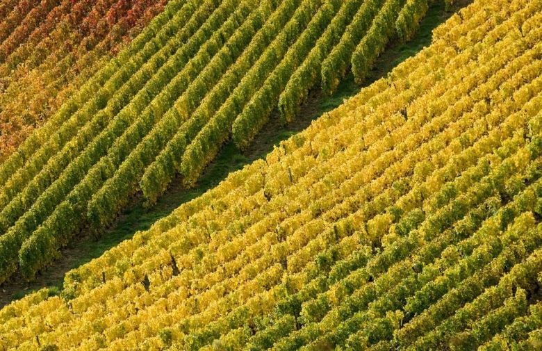 Spesialslipp: Burgund
