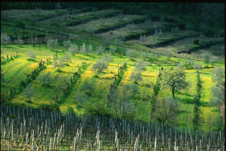 Spesialslipp Italia
