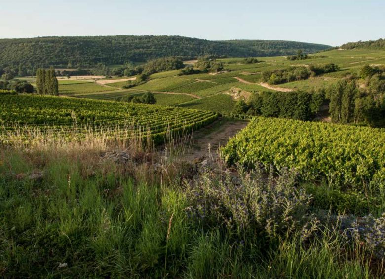 Test: Hvitvin fra Auxey-Duresses, Monthelie og Saint-Romain