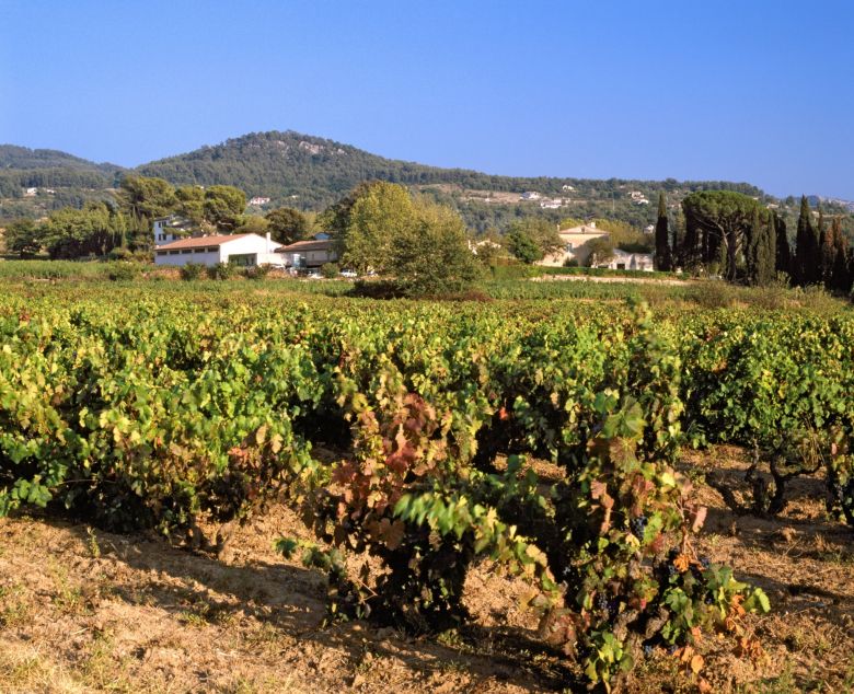 Test: Rødviner fra Provence