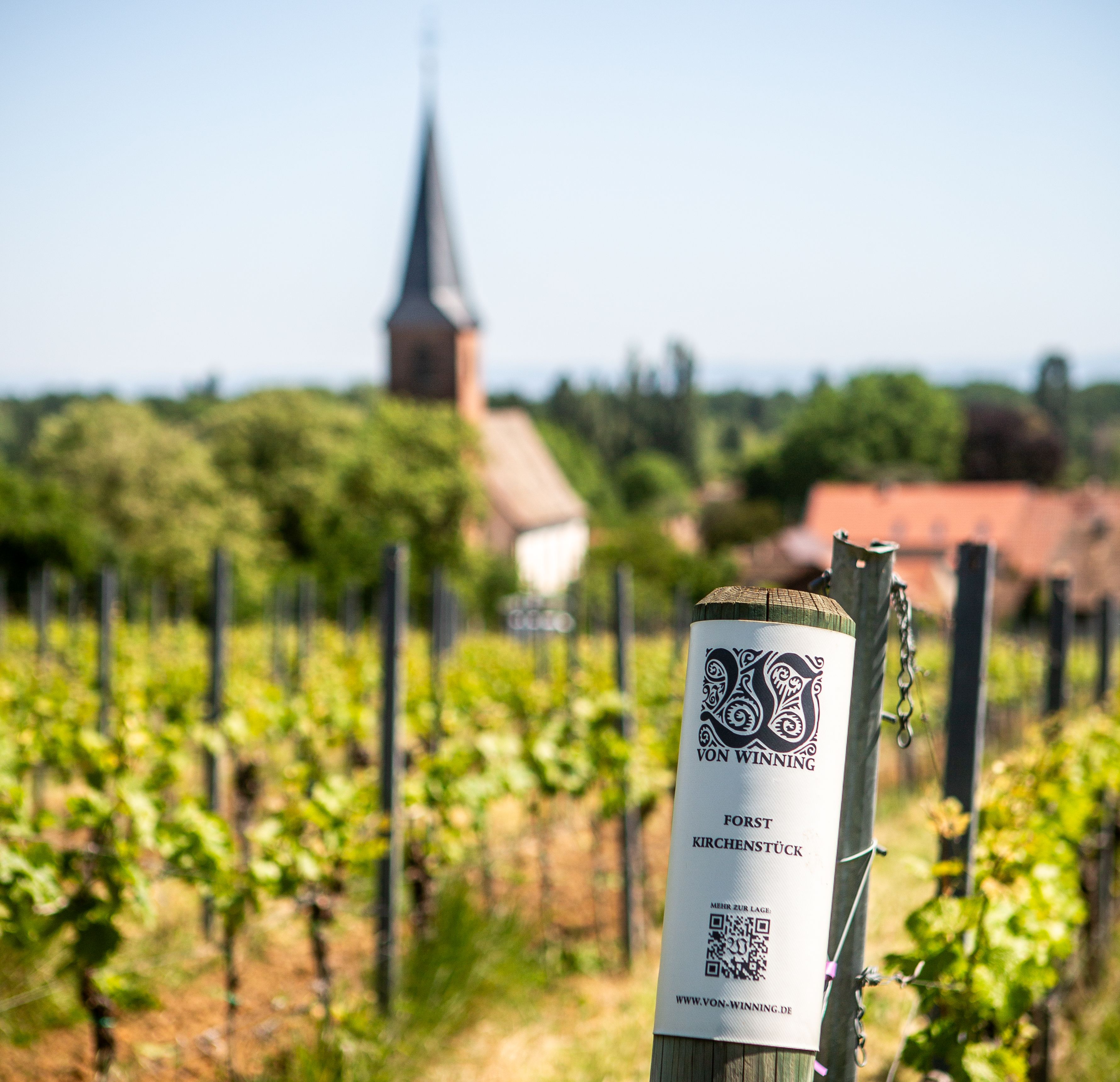 Riesling og eik