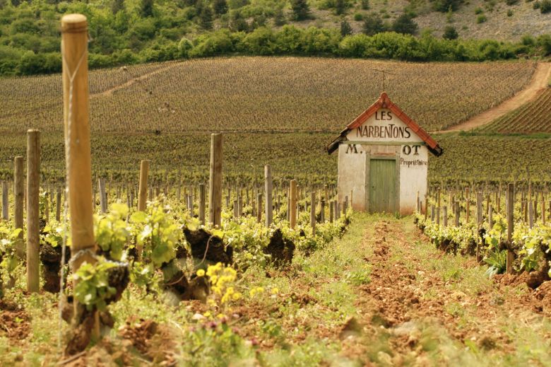Test: Rødviner fra Savigny-lès-Beaune