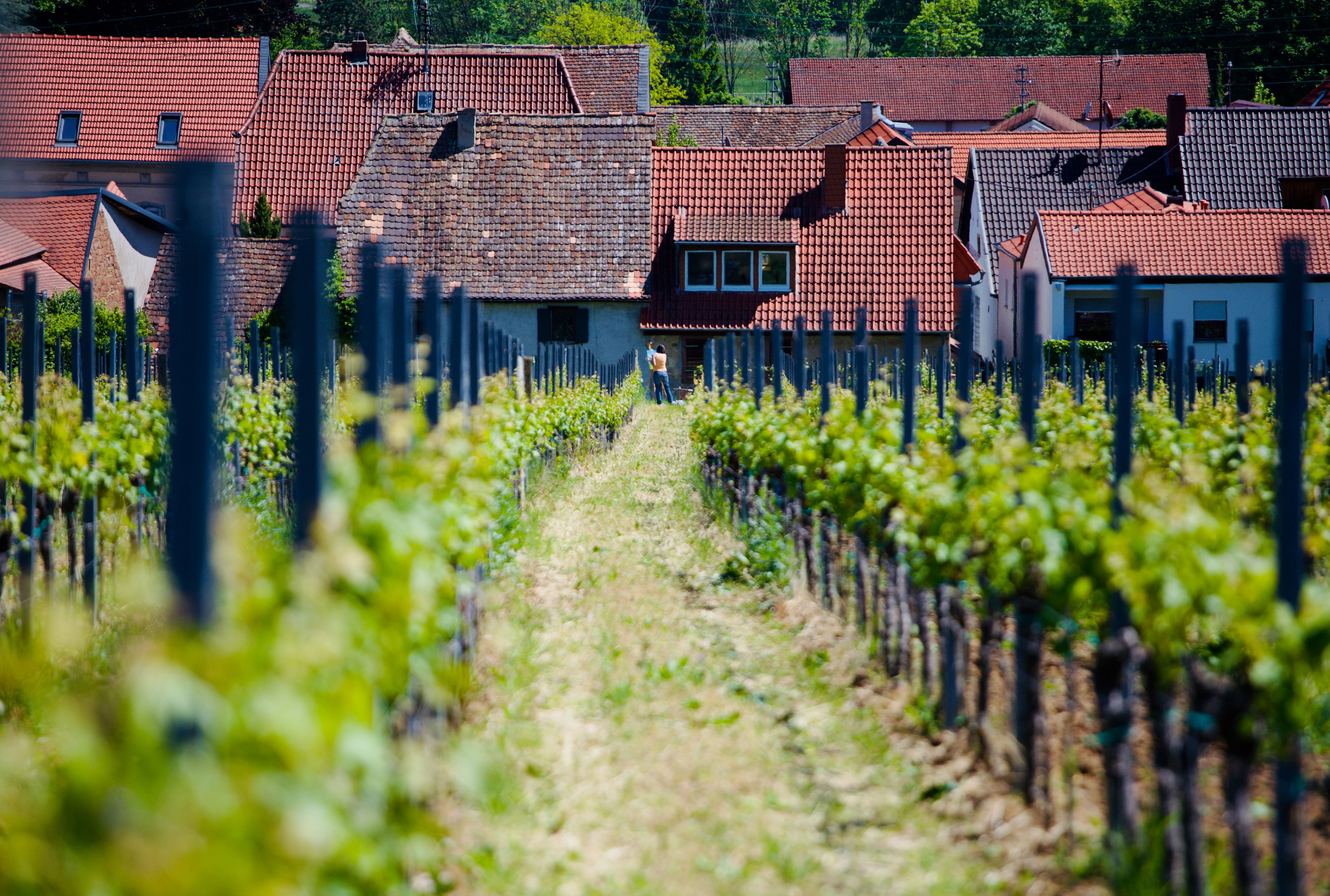 Årets spesialslipp av tyske viner