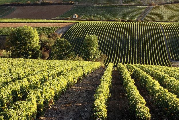 Spesialslipp februar: Burgund 2014