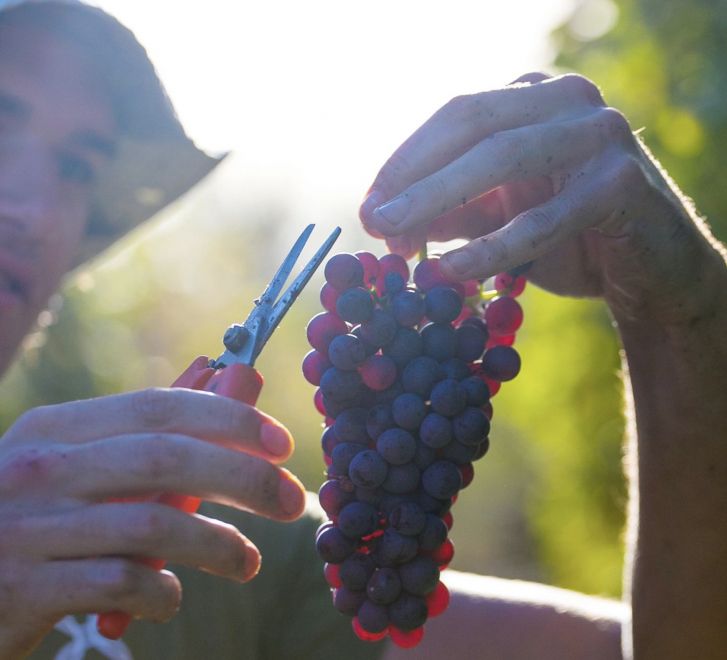 Test: Rødviner fra DOC-ene i Alto Piemonte