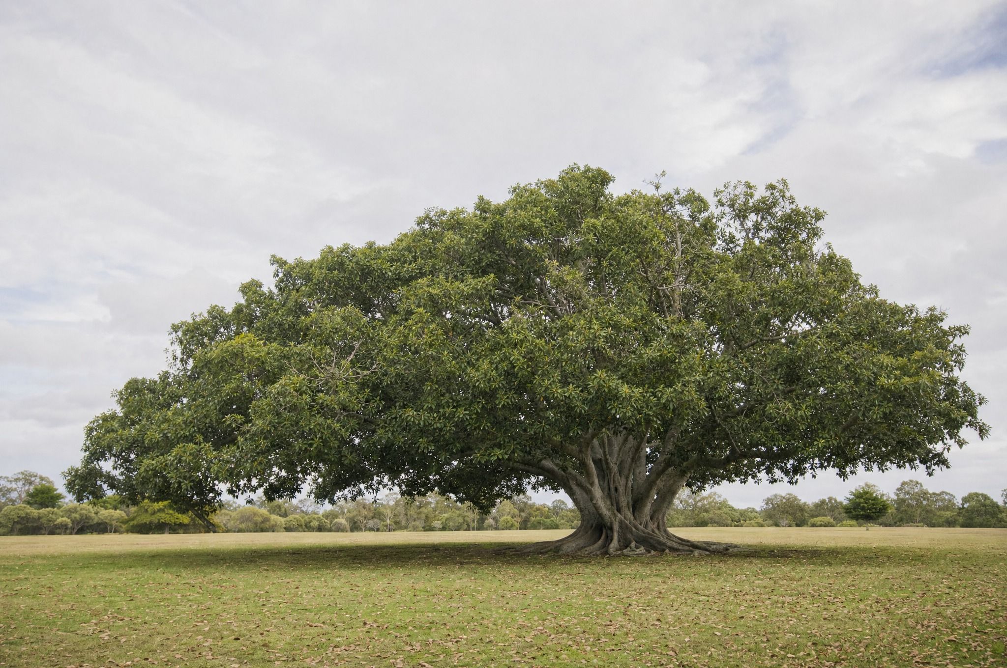 A broad old Moreton Bay fig spreads its wide canopy over open parkland under a soft overcast sky, with fallen leaves scattered on the grass around its grey, fused trunk.