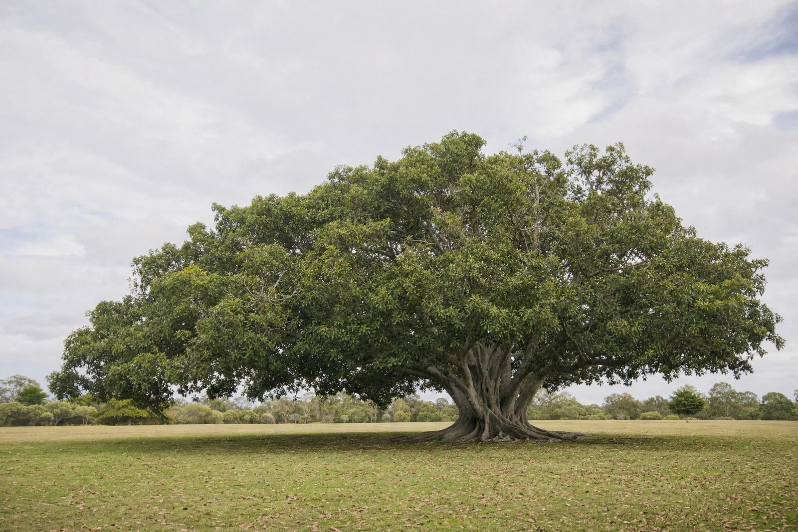 A broad old Moreton Bay fig spreads its wide canopy over open parkland under a soft overcast sky, with fallen leaves scattered on the grass around its grey, fused trunk.