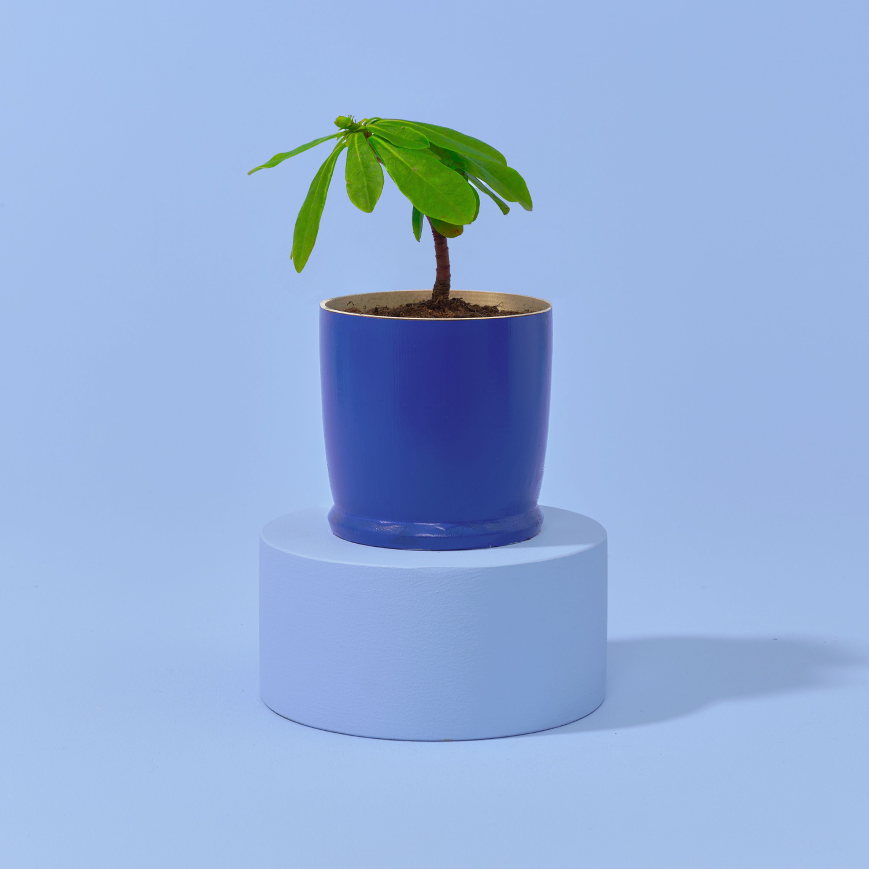 Plant in een blauwe plantenbak