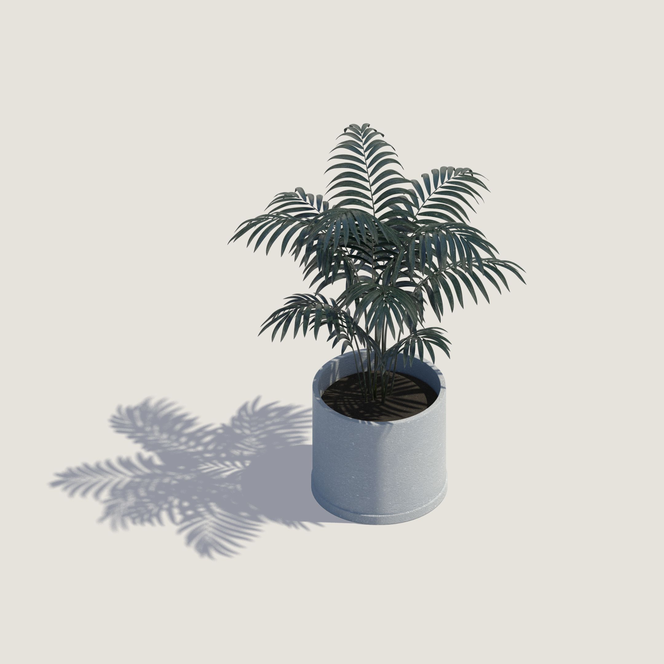 House plant