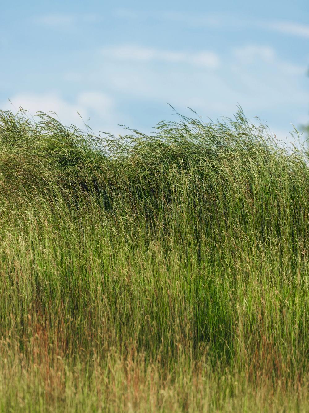 Grass